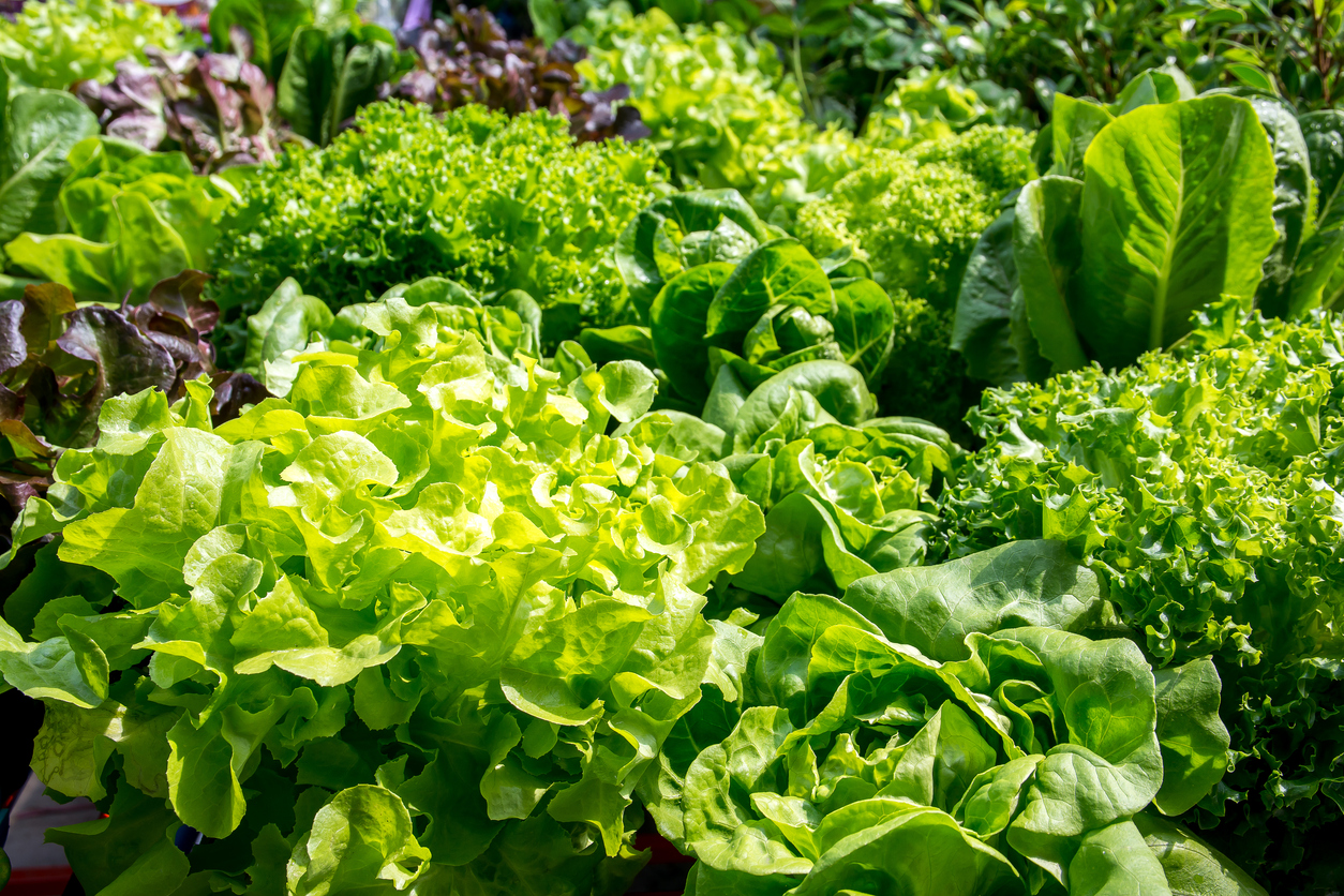 Résidu de nitrate de viande de légumes et de fruits Residus