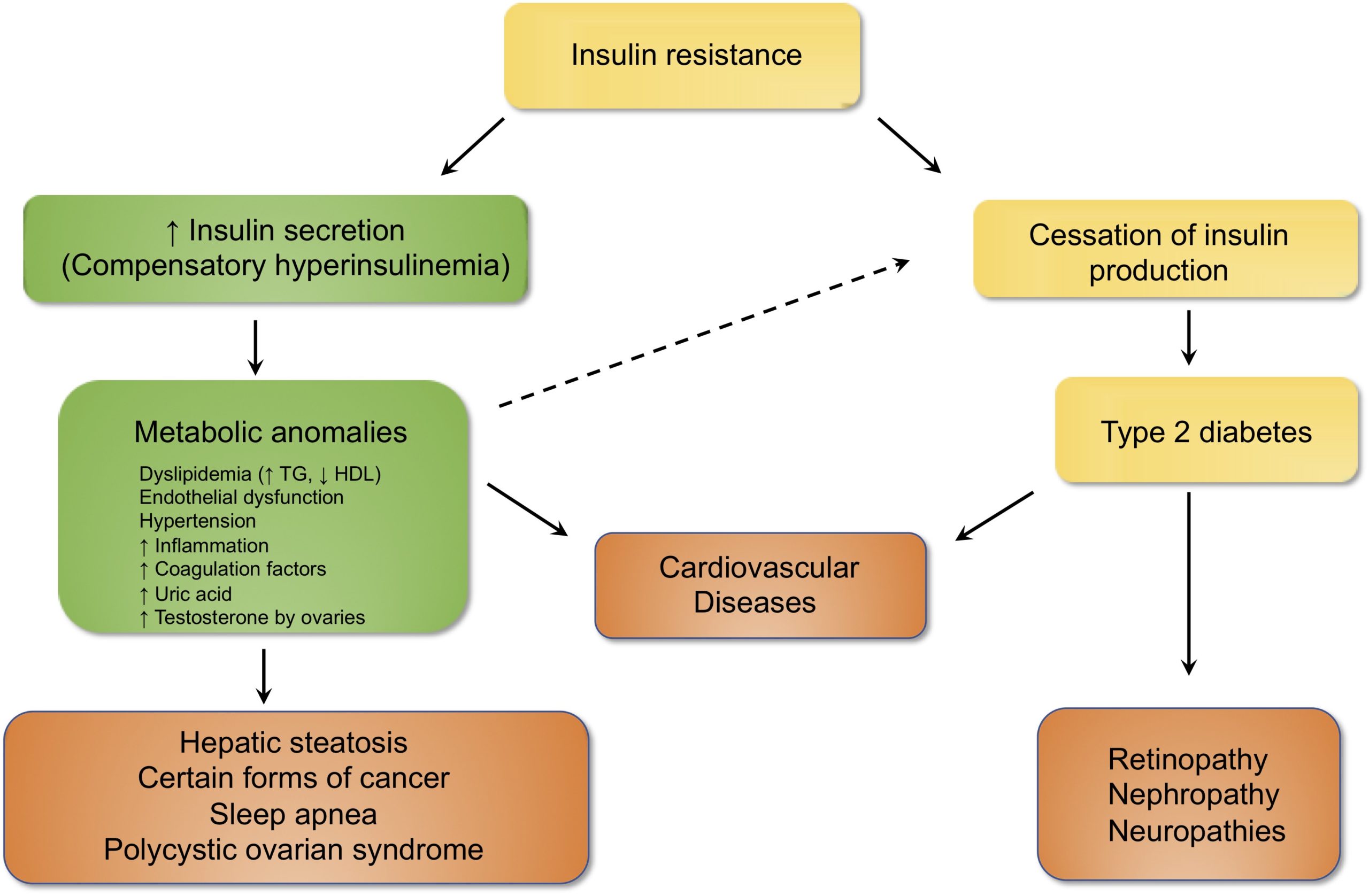 Insulin resistance A dangerous consequence of being overweight