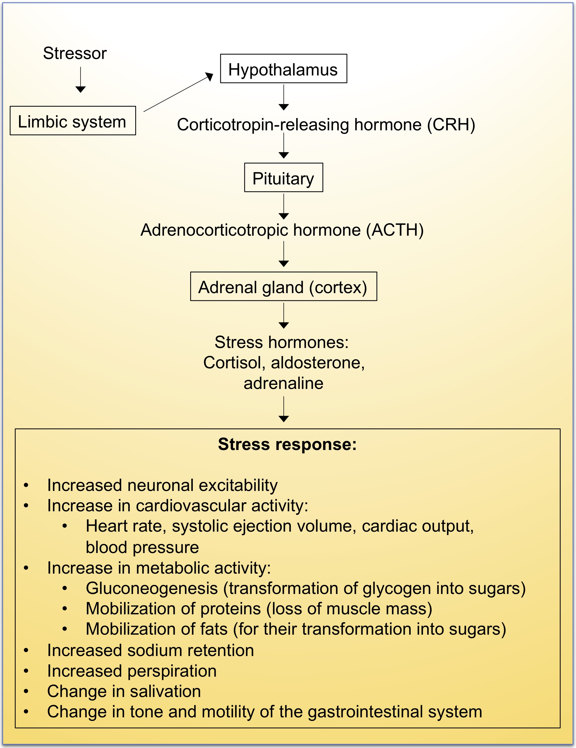 stress hormones in the research on cardiovascular effects of noise