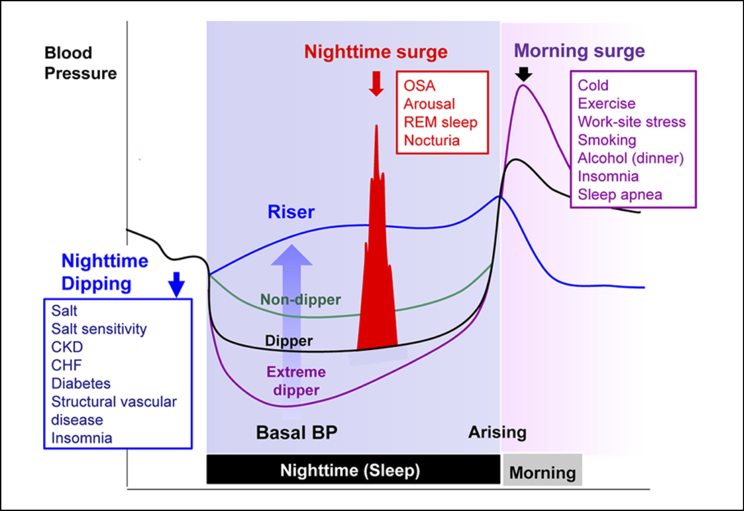 Нон диппер. Nocturnal Hypertension. Non-Dipper кривая давления. Ритм non Dipper.