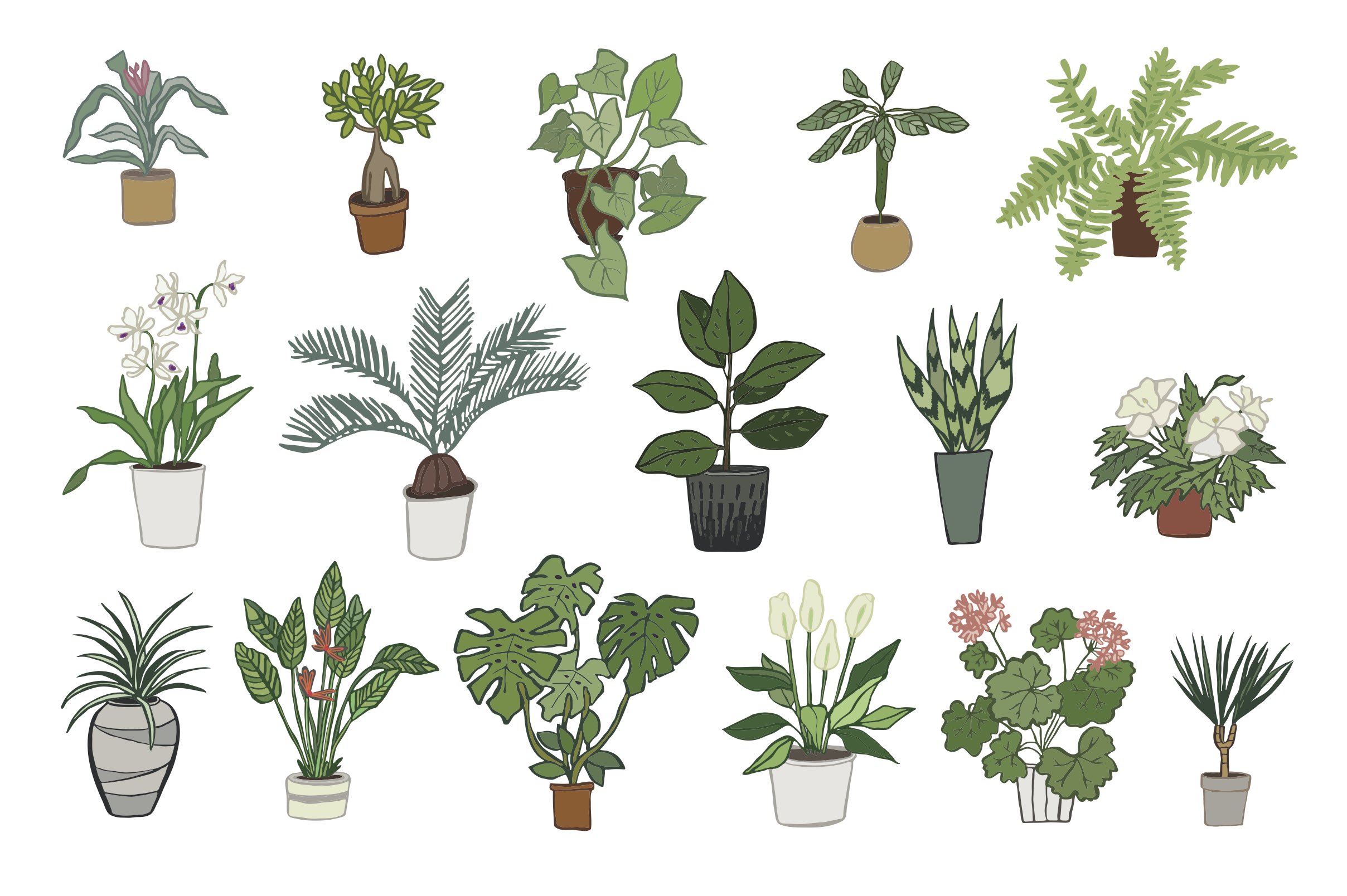 plantes