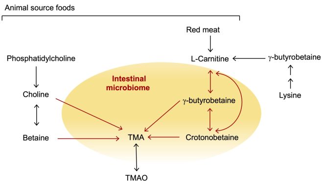 Association between red meat consumption and the risk of cardiovascular