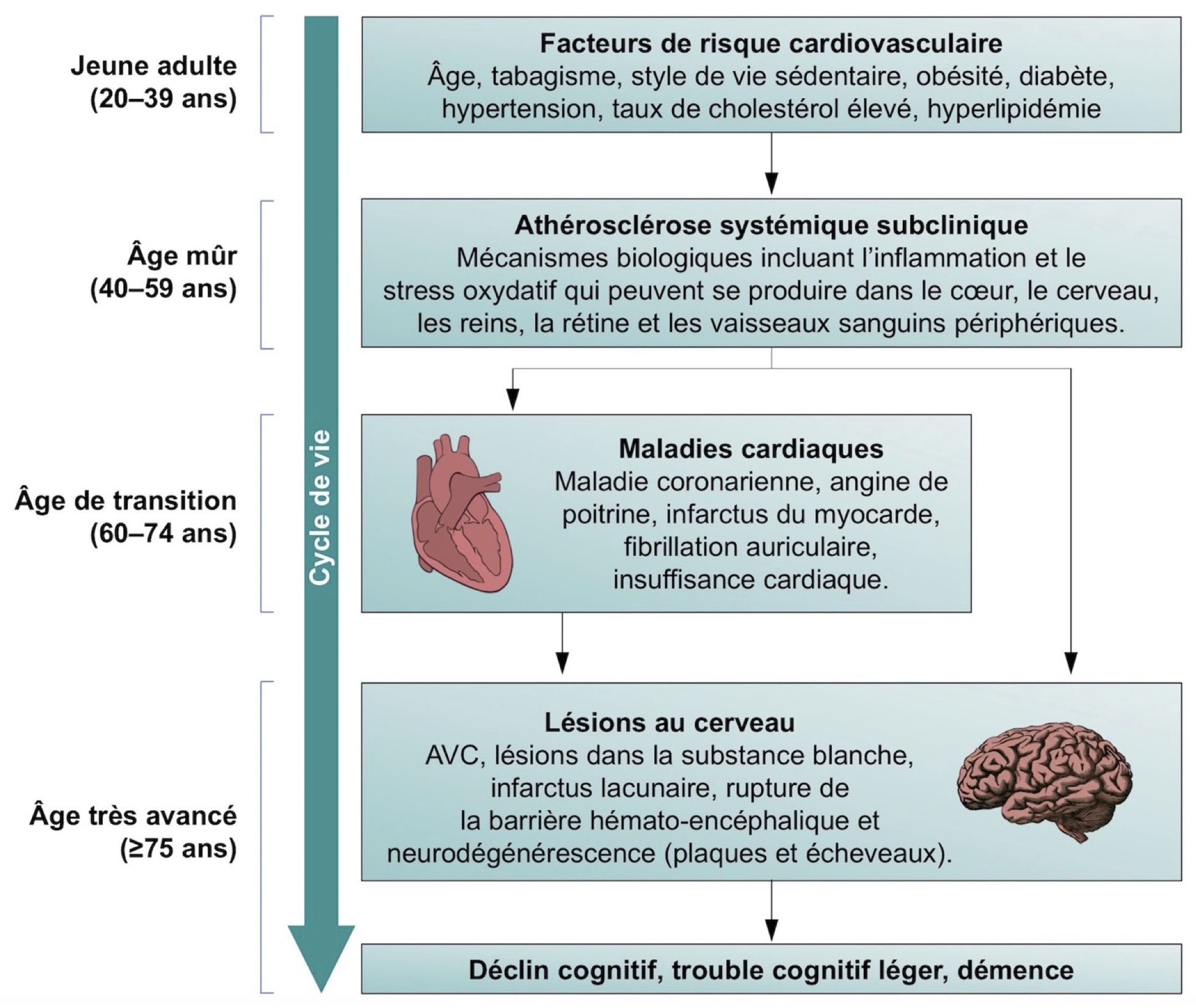 Activité physique, exercice et santé du cerveau ! | Observatoire de la ...