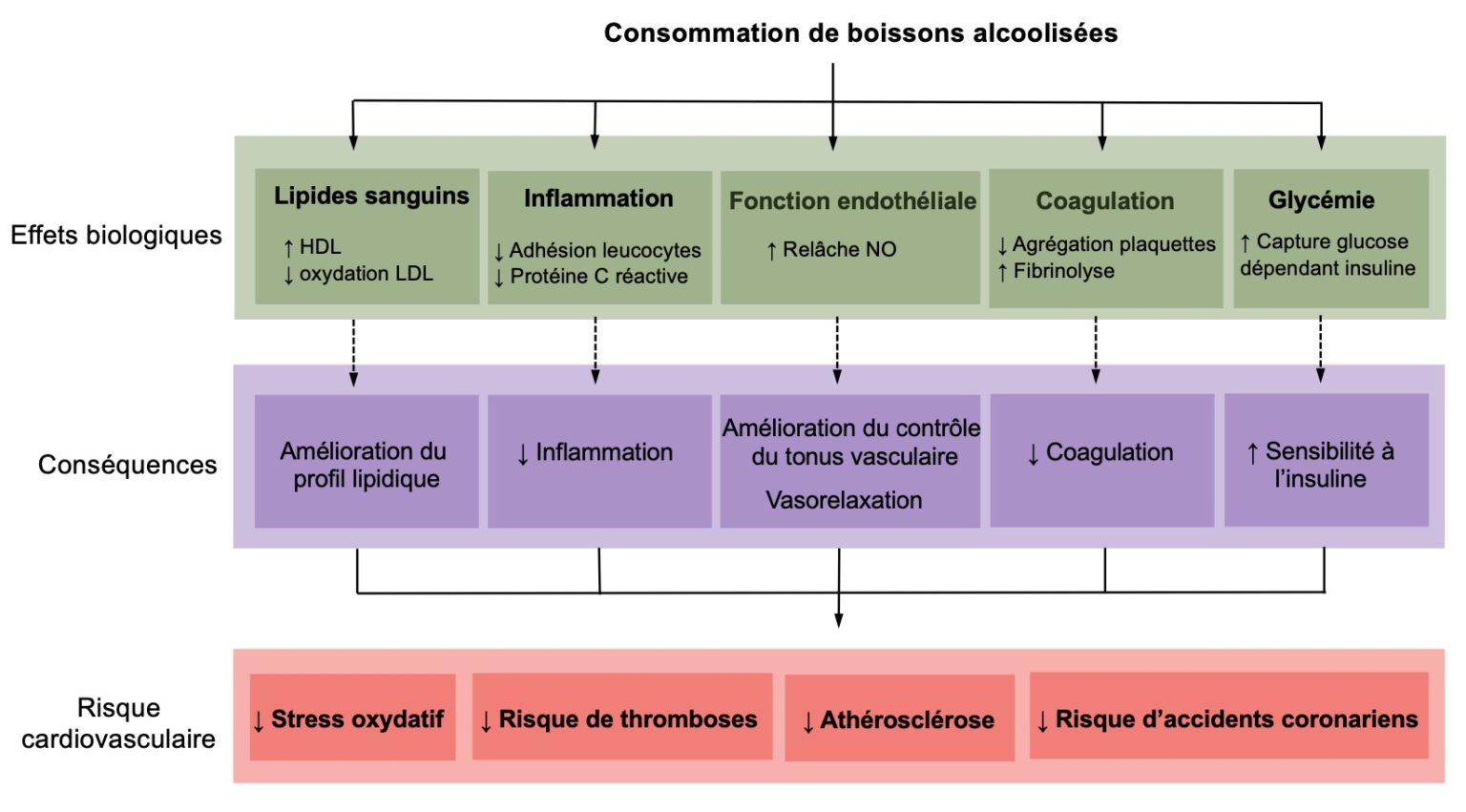 Infarctus Rouge Prévention de l’infarctus du myocarde par la consommation modérée d ...