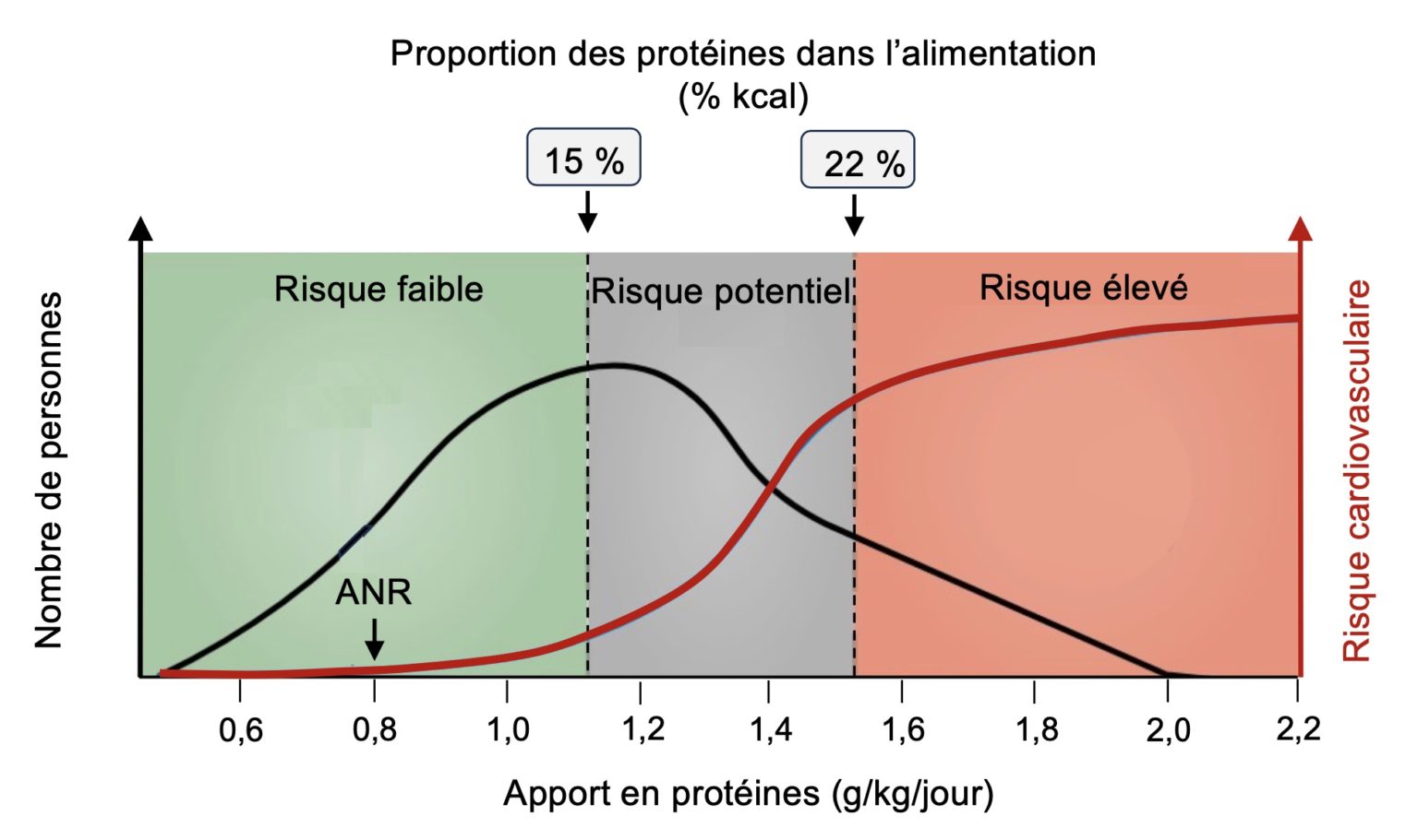 Un apport trop élevé en protéines pourrait augmenter le risque d ...
