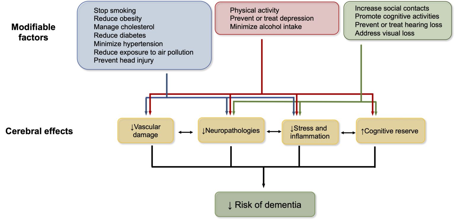 Preventing dementia: the crucial role of lifestyle habits | Prevention ...